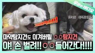 포브스 선정 ＂OO＂ 잘 기억하는 견 1위 뚜뚜┃Forbes The Dog with the Best Memorization of ＂OO＂ [upl. by Maurizia]