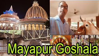 মায়াপুর ইসকন গোশালা  Mayapur Iskcon Gosala mayapurvlogskd Gosala mayapuriskcon iskcon [upl. by Emylee]