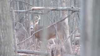 cerf de virginie période du rut part 4 longueuil [upl. by Batha758]