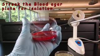 Inoculating Blood Agar and Adding a Novobiocin NB Disc [upl. by Austine]