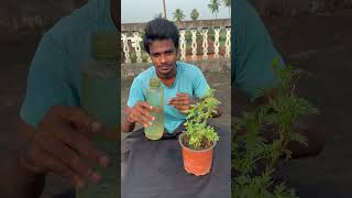 మొక్కకు మద్యం పోయడం what will happened pouring alcohol to the plant youtubeshorts [upl. by Madonna966]