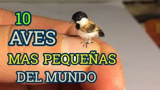 Los 10 pajaro mas pequeños y hermosas del mundo 🐦 [upl. by Iover]