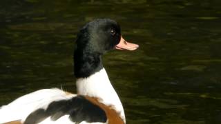 Common Shelduck Tadorna tadorna  Brandgans 2 [upl. by Nalorac860]