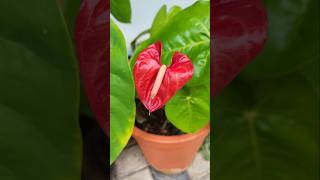 Laceleaf anthurium [upl. by Meara]