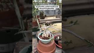 Euphorbia ambovombensis  Dwarf Euphorbia plants succlents nature fy [upl. by Abramo]