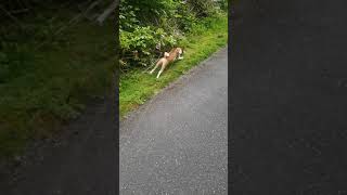 Basenji LJ Hunting a rabbit [upl. by Iredale]