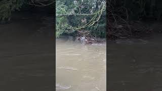 Fast flowing river uk nature flood water river flow trees tree natural explore sound [upl. by Turino]