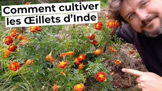 Comment cultiver les ŒILLETS dINDE [upl. by Atcele698]