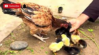 Beautiful chicken farmspakistan [upl. by Ahselyt949]