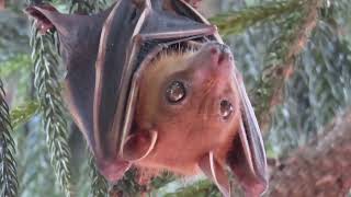 ShortNosed Fruit Bat [upl. by Eulau6]