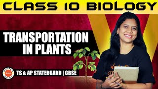 Transportation in Plants  Class 10 Biology  TS amp AP StateboardCBSE  Sunaina Maam [upl. by Ahseikan]