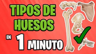 ✅ ¿CUÁLES SON LOS TIPOS DE HUESOS 🦴💀 FÁCIL y SENCILLO [upl. by Oloapnaig]