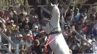 Lipizzaner Horses Sarasota Florida 28th February 2009  Show 11 [upl. by Trini377]