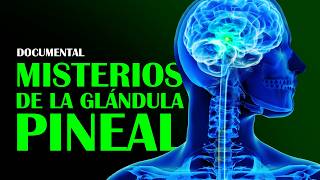 DOCUMENTAL Misterios de la Glándula Pineal y su Poder Escondido Según la Ciencia [upl. by Sloane]