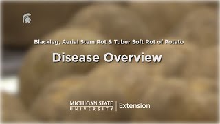 Potato Diseases Caused by Soft Rot Bacteria [upl. by Amron]