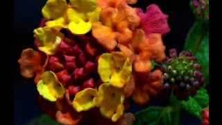 Lantana timelapse [upl. by Gilman886]