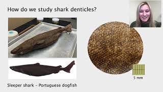 Shark Skin How Do We Study It and What Can We Use It For with Molly GablerSmith [upl. by Hermes720]