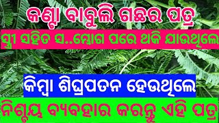 Babool tree in Odia  Babool tree ke fayde  health tips Odia  ayurvedic tips Odia  tecbigyan [upl. by Nylime214]