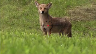 coyote hunting  video includes wolf deer and boar hunting  004 [upl. by Bobina]