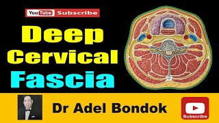 Deep Cervical Fascia Anatomy of the Investing Pretracheal and Prevertebral Fascia Dr Adel Bondok [upl. by Htrag450]