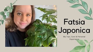 Care amp tips on my Fatsia Japonica  The plant that started it all [upl. by Swanhilda467]