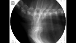 Normal Trachea in dog Fluoroscopy View [upl. by Ciredor]