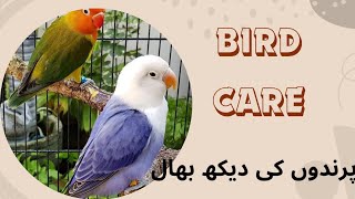 Birds care پرندوں کی دیکھ بھال  Birds food پرندوں کا کھانا [upl. by Yrocej]