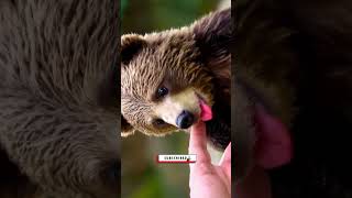 big bad bear cute animals bear grizzlybear [upl. by Otha]