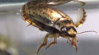 Ostracods Diving beetles Water Boatmen and a Backswimmer [upl. by Drofwarc]