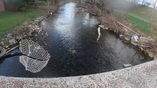 Stopped at a bridge on the South Fork of the Holston River to complete the task 30 trout [upl. by Assirehc]