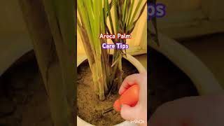 Areca palm secret care tips arecapalm plantcare shorts [upl. by Rodavlas]