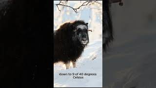 7 Surprising Facts About the Musk Ox amazing facts amazingwildlife [upl. by Brose]