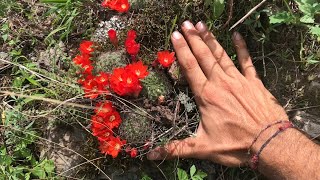 El cerro se llenó de flores de cactus  Aylostera deminuta en hábitat  Flora Argentina [upl. by Ahsakat243]