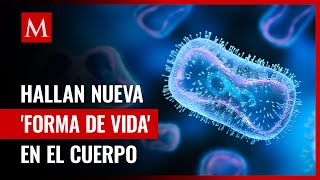 ¿Qué son los obeliscos Nueva “forma de vida” descubierta por científicos [upl. by Euqinahs]