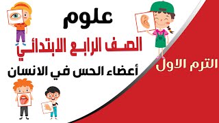 علوم كيف تعمل الحواس 👈اعضاء الحس في الانسان👈الصف الرابع الابتدائي ترم اول المنهج الجديد [upl. by Cohl]