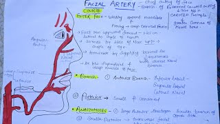 Facial Artery anatomy anatomy mbbs dentist [upl. by Lubin]