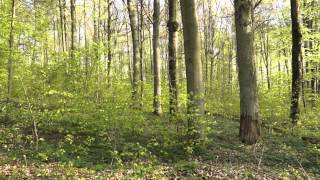 Waldidylle im Frühling mit Vogelgesang  Entspannung  Meditation  Stressabbau [upl. by Fuld]