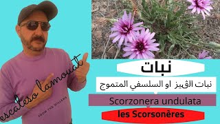 نبات الڨيز او السلسفي المتموج les Scorsonères Scorzonera undulata [upl. by Anreval608]