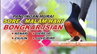 🔴 LIVE 133  pancingan SORE  MALAM HARI 100 bikin MURAI BATU GACOR bongkar isian Cililin gacor [upl. by Ennirac611]