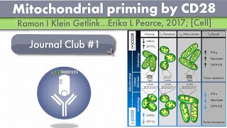 Antibuddies Journal club 1 Mitochondrial priming by CD28 live stream [upl. by Asoral284]