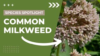 Species Spotlight  Common Milkweed Asclepias syriaca L [upl. by Ravilob975]