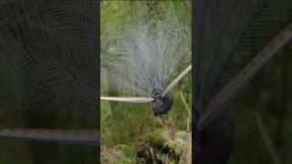 Dancing lyrebird with sing lyrebird wildlife forestbirdsong nature birds photography [upl. by Zeuqirdor140]