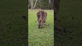 What a beautiful kangaroo mum and baby video shortfeed nature enjoyeverymoment motherkangaroo [upl. by Retep]