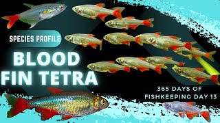 Bloodfin Tetra  Species Profile 365 Days of Fishkeeping Day 13 [upl. by Urbanus]