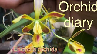 ORCHID DIARY ENCYCLIA ORCHIDS [upl. by Laurinda]