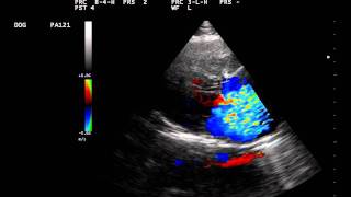 Mitral Regurgitation Dog [upl. by Zipnick]