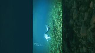 Following a mermaid underwater Lake Michigan shorts [upl. by White178]