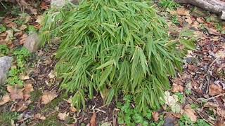 December tour of phyllostachys bamboos in upstate NY zone 6 [upl. by Rojas668]