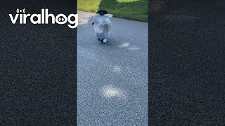 Dog With Trash Bag Greets Neighbor  ViralHog [upl. by Guenevere337]