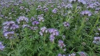 Fun facts about blue tansy Phacelia tanacetifolia 4K [upl. by Ocinemod]